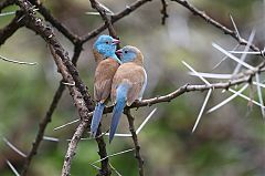 Blue-capped Cordonbleu